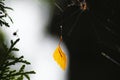 Yellow leaf hanging by a thread of spiderweb