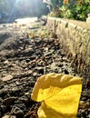 A yellow leaf, having flown away from the brothers, is basking in the sun at the curb