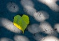 Yellow leaf heart lies on the asphalt in the sunlight Royalty Free Stock Photo