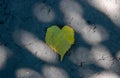 Yellow leaf heart lies on the asphalt in the sunlight