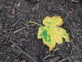 Yellow Leaf in Heusenstamm City in Germany