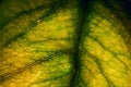 Yellow leaf and his veins in the light background