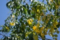 Yellow leaf of Indian cork tree Royalty Free Stock Photo