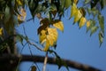 Yellow leaf of Indian cork tree Royalty Free Stock Photo