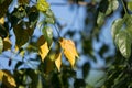 Yellow leaf of Indian cork tree Royalty Free Stock Photo
