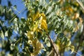 Yellow leaf of Indian cork tree Royalty Free Stock Photo
