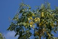 Yellow leaf of Indian cork tree Royalty Free Stock Photo