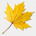 Yellow Leaf Isolated on Transparent Background Royalty Free Stock Photo