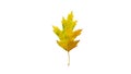 Yellow leaf isolated on white background Royalty Free Stock Photo