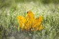 Yellow leaf laying down in wet green grass with nicely blurred background