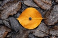 A yellow leaf laying on top of a pile of leaves, AI