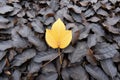 A yellow leaf laying on top of a pile of leaves, AI