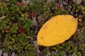 Yellow leaf lie on the ground in the tundra in autumn