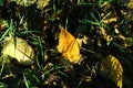 Yellow leaf lies in grass and is backlit by sunlight