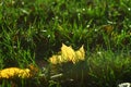 Yellow leaf lies in grass and is backlit by sunlight