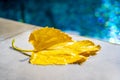 Yellow leaf lies near the swimming pool water. Dry leaf fallen from a tree Royalty Free Stock Photo