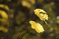 Yellow leaf in the light of the sun