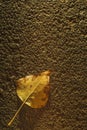 Yellow leaf lying on the pavement. Autumn background Royalty Free Stock Photo