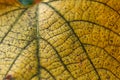 Yellow leaf macro texture Royalty Free Stock Photo