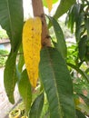 Yellow leaf, mango leaves, stem and leaves