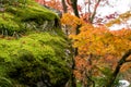 Yellow leaf of maple tree blossom beside fresh little green leaves of moss on the stone, closeup and selective focus image Royalty Free Stock Photo