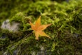 A yellow leaf of maple tree fallen above fresh little green leaves of moss on the stone, closeup and selective focus image Royalty Free Stock Photo