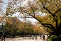 Yellow leaf of maples in Autumn at Ueno Park