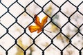 Yellow leaf on the mesh fence, fall season Royalty Free Stock Photo