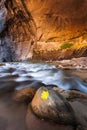 Yellow leaf in The Narrows trail, Zion national park, Utah Royalty Free Stock Photo