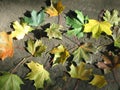 Yellow leaf nature color at autumn