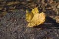 Yellow leaf on an old stump lit by the sun Royalty Free Stock Photo