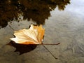 Yellow leaf in puddle Royalty Free Stock Photo