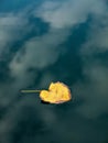 Yellow leaf in puddle Royalty Free Stock Photo