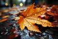 yellow leaf in rainy day in autumn ,background and wallpaper