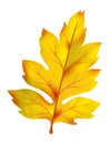 Yellow leaf. Realistic autumn foliage, orange fallen leaves, bright botanical single decor object isolated, beautiful