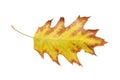 Yellow leaf with red border from autumn fall tree isolated on white Royalty Free Stock Photo