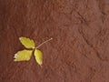 Yellow Leaf on Red Rock Royalty Free Stock Photo