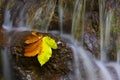 Yellow leaf on the river Royalty Free Stock Photo