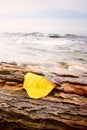 Yellow leaf on rock