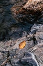 Yellow leaf on rough texture river stone in river of Thailand Royalty Free Stock Photo