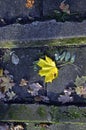 Yellow leaf on the stairs in autumn park Royalty Free Stock Photo