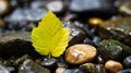 a yellow leaf sits on top of rocks and pebbles