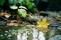 a yellow leaf is sitting in a puddle of water Royalty Free Stock Photo