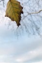 Yellow leaf with sky background. Royalty Free Stock Photo