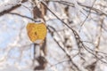 Yellow leaf with snow against blur forest winter season