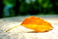 A Yellow Leaf in Spring Royalty Free Stock Photo