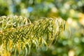 Yellow leaf of staghorn sumac in autumn garden. Rhus typhina laciniata tree.