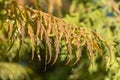 Yellow leaf of staghorn sumac in autumn garden. Rhus typhina laciniata tree.