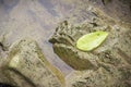 Yellow leaf on the stones