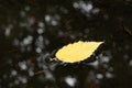 Autumn leaf dance on dark water. Royalty Free Stock Photo